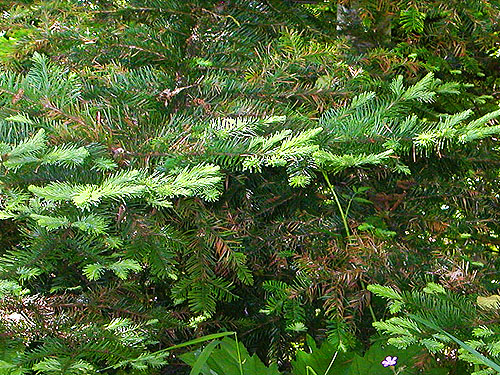 fir, Abies sp., foliage Little Eagle Lake, Green River Watershed, King County, Washington