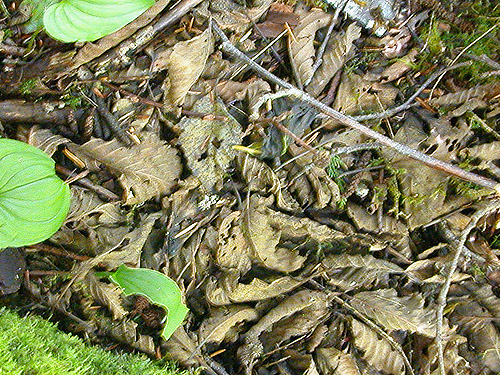 alder leaf litter, Little Eagle Lake, Green River Watershed, King County, Washington