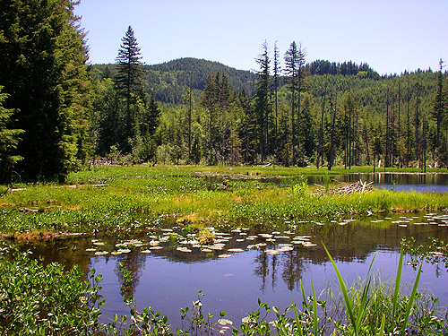 emergent marshy habitat, Little Eagle Lake, Green River Watershed, King County, Washington