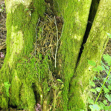 mossy trunk with litter-filled hollow, Little Eagle Lake, Green River Watershed, King County, Washington