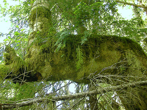 bizarre right-angled alder tree, Little Eagle Lake, Green River Watershed, King County, Washington