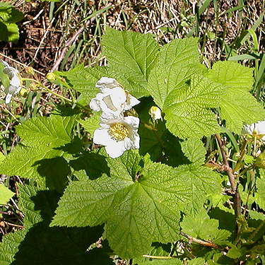 thimbleberry, Rubus parviflorus, Little Eagle Lake, Green River Watershed, King County, Washington