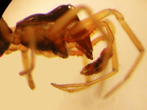 male spider Erigone aletris, Maple Hill Cemetery, Lebam, Pacific County, Washington