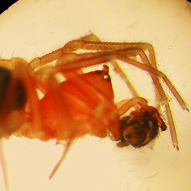 male spider Walckenaeria auranticeps from 