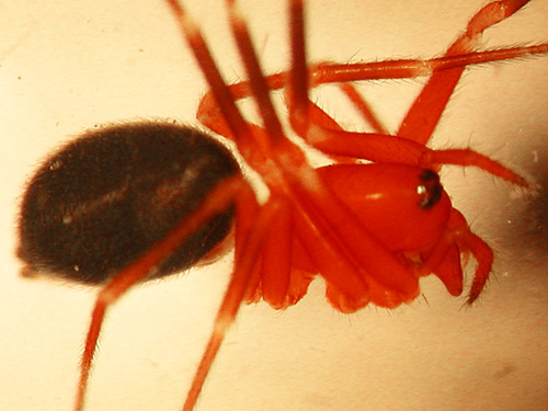 female spider Walckenaeria auranticeps from flood debris by Willapa River near Maple Hill Cemetery, Lebam, Pacific County, Washington