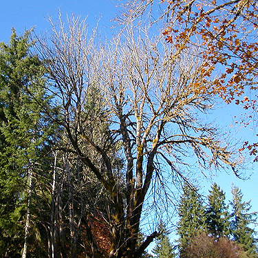 bare tree, Maple Hill Cemetery, Lebam, Pacific County, Washington