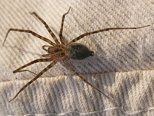 Calymmaria suprema spider from bridge near Maple Hill Cemetery, Lebam, Pacific County, Washington