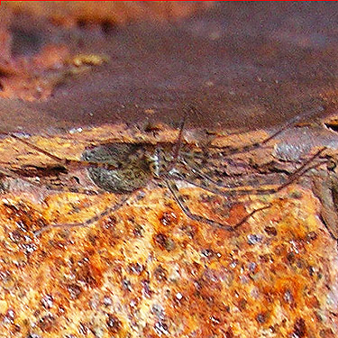 Calymmaria suprema spider on bridge near Maple Hill Cemetery, Lebam, Pacific County, Washington