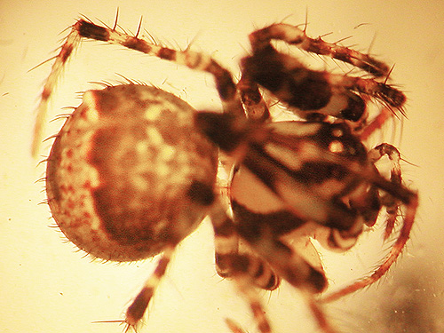 female pirate spider Ero canionis, Maple Hill Cemetery, Lebam, Pacific County, Washington