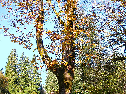 yellow leaves hanging on, Maple Hill Cemetery, Lebam, Pacific County, Washington