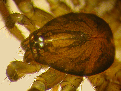 carapace of Drassyllus spider from Maple Hill Cemetery, Lebam, Pacific County, Washington