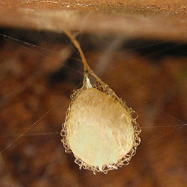 Ero pirate spider egg sac, bridge near Maple Hill Cemetery, Lebam, Pacific County, Washington