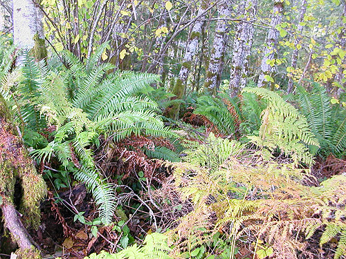 sword fern, Maple Hill Cemetery, Lebam, Pacific County, Washington