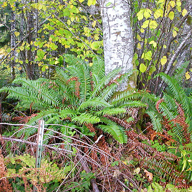 sword fern, Maple Hill Cemetery, Lebam, Pacific County, Washington