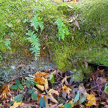 horizontal trunk with maple litter, Maple Hill Cemetery, Lebam, Pacific County, Washington