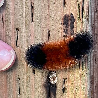 Pyrrharactia isabella larva from Willapa River near Maple Hill Cemetery, Lebam, Pacific County, Washington