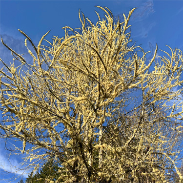 lichen-covered tree S of Maple Hill Cemetery, Lebam, Pacific County, Washington