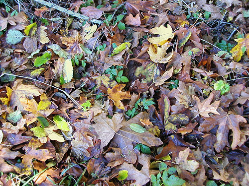 bigleaf maple leaf litter, Maple Hill Cemetery, Lebam, Pacific County, Washington