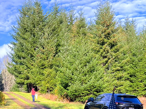 Douglas-fir foliage (and Kathy Whaley) in Maple Hill Cemetery, Lebam, Pacific County, Washington