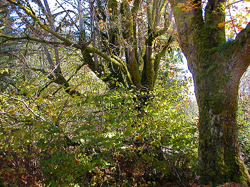 maple trees at Maple Hill Cemetery, Lebam, Pacific County, Washington