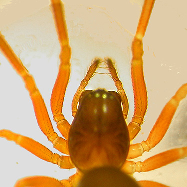 Spirembolus mundus spider from Maple Hill Cemetery, Lebam, Pacific County, Washington