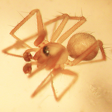 male of Lepthyphantes (Palliduphantes) #8, Maple Hill Cemetery, Lebam, Pacific County, Washington