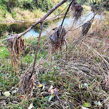 perched flood debris above Willapa River, near Maple Hill Cemetery, Lebam, Pacific County, Washington