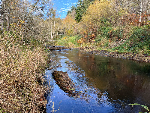 Willapa River near Maple Hill Cemetery, Lebam, Pacific County, Washington