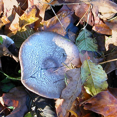 mushroom in maple litter, Maple Hill Cemetery, Lebam, Pacific County, Washington