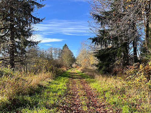 Willapa Hills Trail S of Maple Hill Cemetery, Lebam, Pacific County, Washington