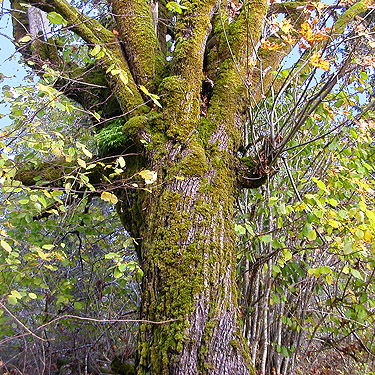 bigleaf maple tree, Maple Hill Cemetery, Lebam, Pacific County, Washington