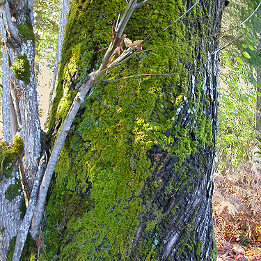 maple trunk, Maple Hill Cemetery, Lebam, Pacific County, Washington