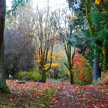 fall colors at entrance of Maple Hill Cemetery, Lebam, Pacific County, Washington