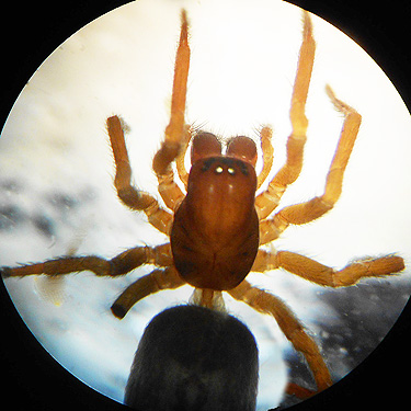 female Amaurobius borealis from Lena Creek Trail, Olympic Mountains, Washington