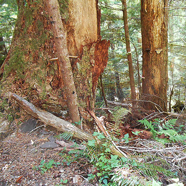 fallen bark, Lena Creek Trail, Olympic Mountains, Washington