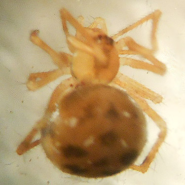 female spider Thymoites camano from moss, Lena Creek Trail, Olympic Mountains, Washington