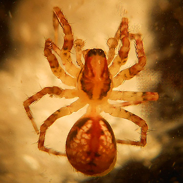 Dirksia cinctipes spider beaten from ferns, Lena Creek Trail, Olympic Mountains, Washington