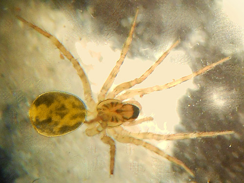 spider Ethobuella tuonops from moss, Lena Creek Trail, Olympic Mountains, Washington