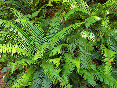 fern understory, Lena Creek Trail, Olympic Mountains, Washington
