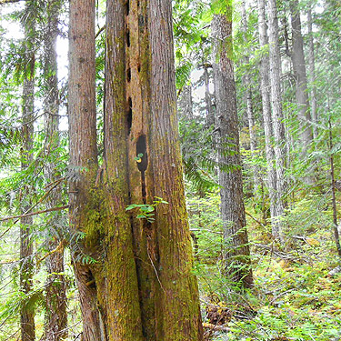 forest along Lena Creek Trail, Olympic Mountains, Washington