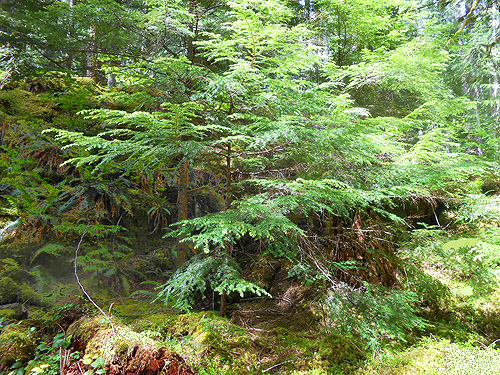 western nemlock foliage, Lena Creek Trail, Olympic Mountains, Washington