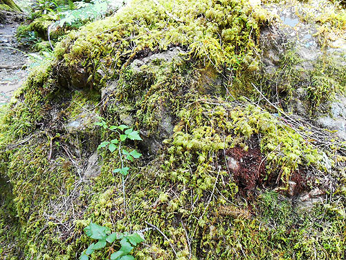 moss-covered part of giant rock, Lena Creek Trail, Olympic Mountains, Washington