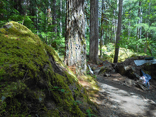 big rock, big tree and sifting cloth, Lena Creek Trail, Olympic Mountains, Washington