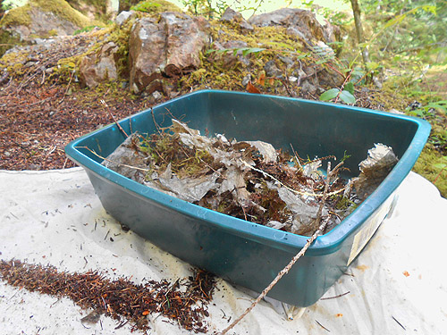 sifter with vinemaple litter, Lena Creek Trail, Olympic Mountains, Washington