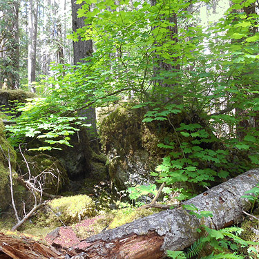 vinemaple tree, Lena Creek Trail, Olympic Mountains, Washington
