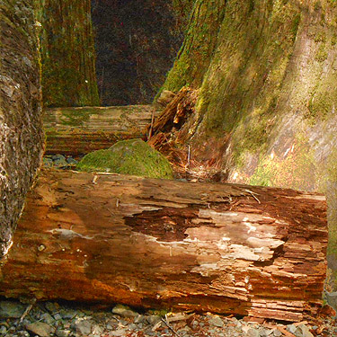 dead wood habitat, Lena Creek Trail, Olympic Mountains, Washington