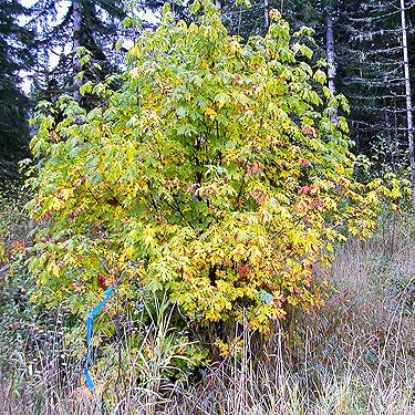 young maple tree with fall color, Lepisto Road end near North Fork Lincoln Creek, Lewis County, Washington
