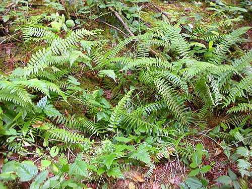 sword fern understory along trail, Lepisto Road end, North Fork Lincoln Creek, Lewis County, Washington