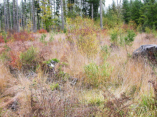 grassy clearcut, Lepisto Road end, North Fork Lincoln Creek, Lewis County, Washington