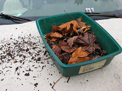 sifting maple litter, Lepisto Road end, North Fork Lincoln Creek, Lewis County, Washington